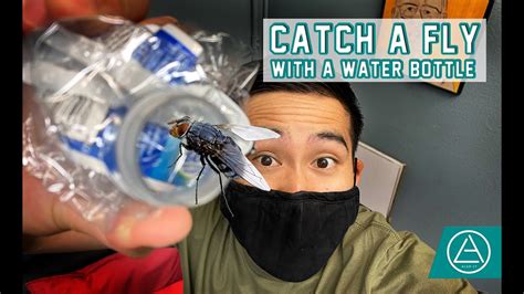 How To Catch A Fly With A Water Bottle Youtube