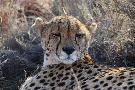 Cheetah South Africa - Free photo on Pixabay