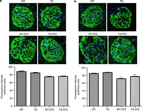 Synaptopodin Expression At 8 And 16 Weeks By Immunofluorescence A