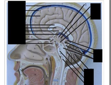 Sagittal Brain Flashcards Quizlet