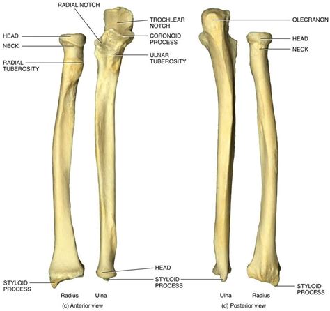 Ulna; Cubitus (Ulna)