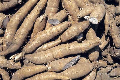 Harvested Casava Roots Photograph By Inga Spence Pixels