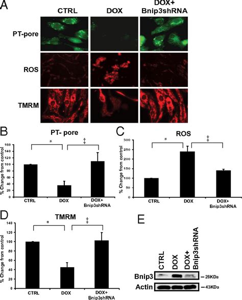 Bnip3 Mediates Doxorubicin Induced Cardiac Myocyte Necrosis And