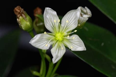 Curiosidades y récords de las plantas