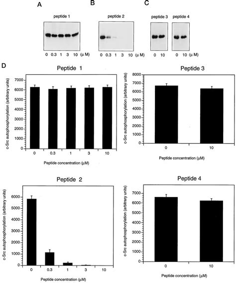 Effects Of Caveolin Peptides On The Auto Activation Of C Src Tyrosine