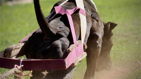 Presa Canario Weight Pull Youtube