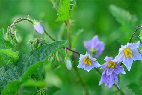 19 Types Of Weeds with Thorns - The Backyard Pros