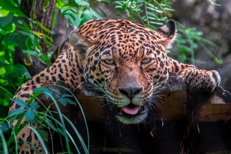 Hot Jag By Victor Pyle Foundmyself