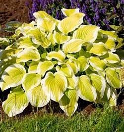 Хоста: фото сортов и описание | Paslen ru