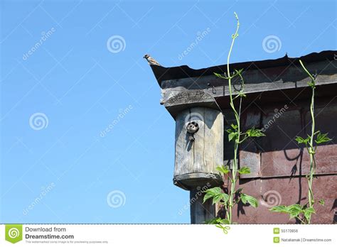 Sparrow in a Nesting Box and a Sparrow on a Roof Stock Photo - Image of ...