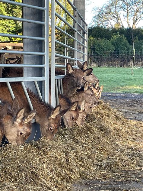 Roundhouse deer residents enjoying their supper - Stourton Estates