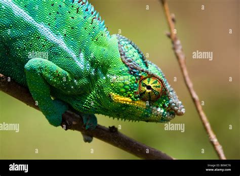 Male Panther Chameleon Furcifer Pardalis Madagascar Africa Stock