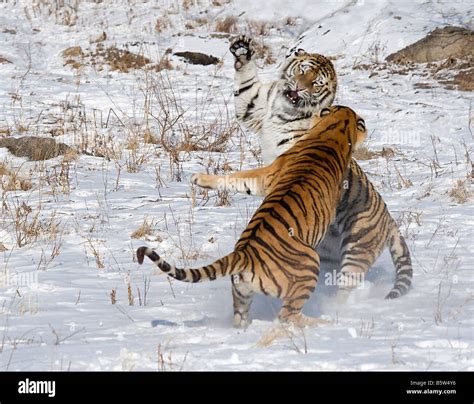 Tiger fighting snow hi-res stock photography and images - Alamy