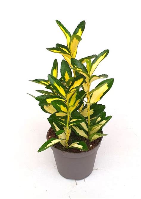 Euonymus Japonicus Gold Queen — Plant Wholesale Floraccess