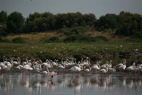 Desde dónde ver los flamencos de la Albufera de València