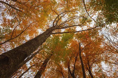 Hutan Pohon Kastanye Beech Dan Pohon Ek Dalam Sudut Rendah Yang Indah