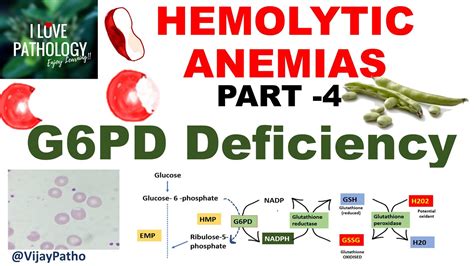 Hemolytic Anemias Part G Pd Deficiency Pathophysiology Morphology