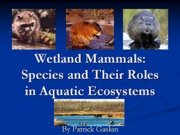 Ppt Wetland Mammals Species And Their Roles In Aquatic Ecosystems