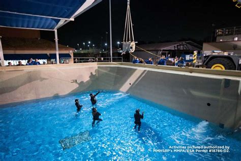 Baby beluga whale Tyonek makes 4,000 mile journey to safety - Pet ...