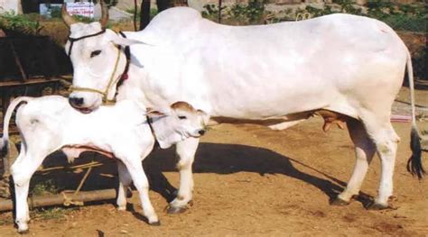 Gopashtami 2021 Worshiping Cow Mother With This Method On The Day Of