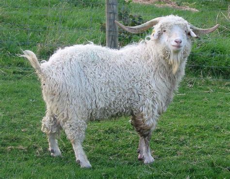 Goat Breeds Facts Types And Pictures