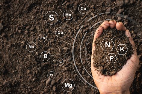 Fertilidade Do Solo Qual A Import Ncia Dos Micronutrientes No Solo Sbs