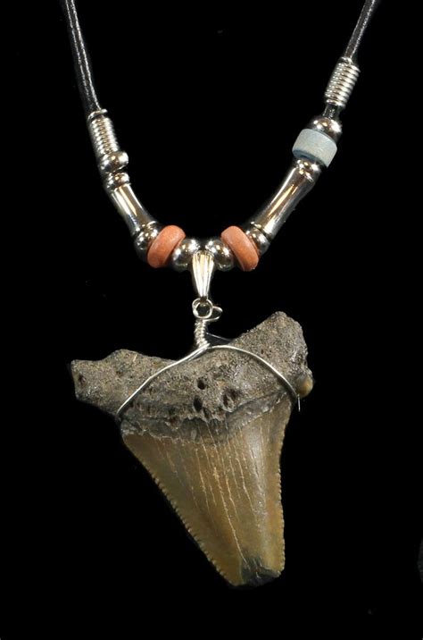 Fossil Angustiden Tooth Necklace Megalodon Ancestor For Sale