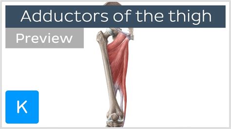 Adductor Leg Muscles Anatomy