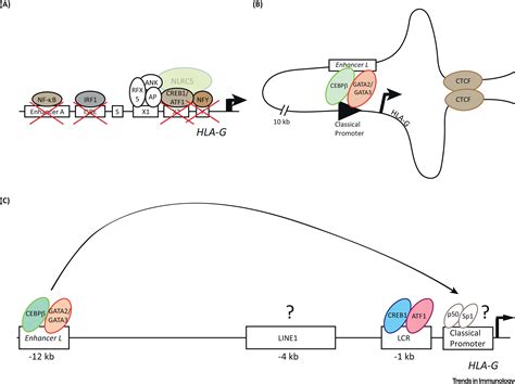 Hla G At The Interface Of Maternalfetal Tolerance Trends In Immunology