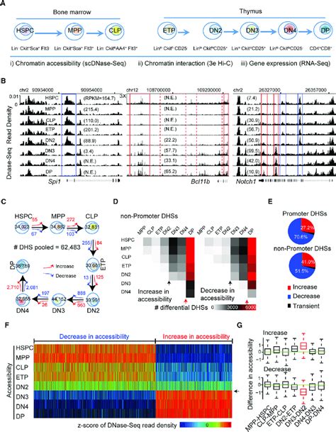 Transformation Of Chromatin Accessibility Landscape At Dhss A The