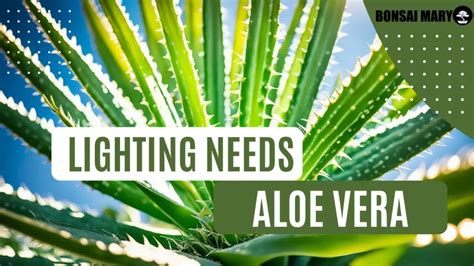 Aloe Vera Lighting Needs: Optimal Sun Exposure