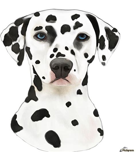 Dalmatian Png Images 100