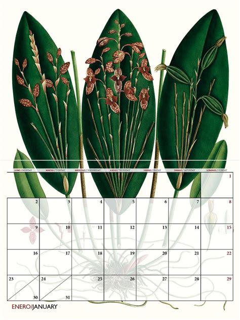 Las Orqu Deas De La Colecci N Mutis Ilustran El Calendario Del