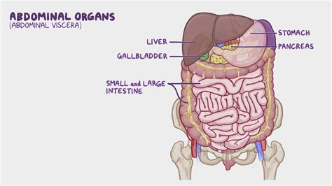 Anatomy Of The Abdominal Viscera Innervation Of The Abdominal Viscera