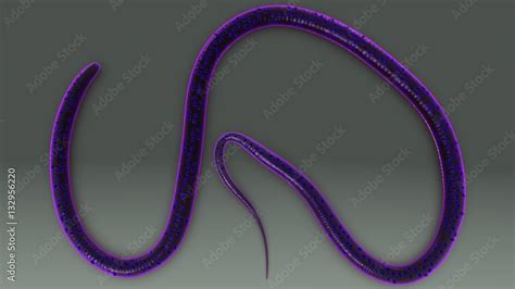 Phylum Nematoda Wuchereria