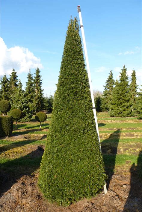 Taxus Baccata Eibe Als Kegel H Cm Kaufen Inkl Versand