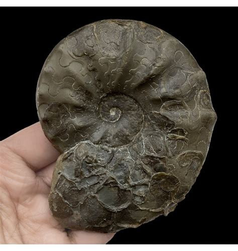 Fossils For Sale | Fossils-UK.com | Middle Triassic Ceratites Ammonoid from Bavaria, Germany ...