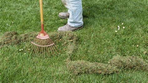 Dethatching A Lawn: What Does This Mean? - greeniq.co