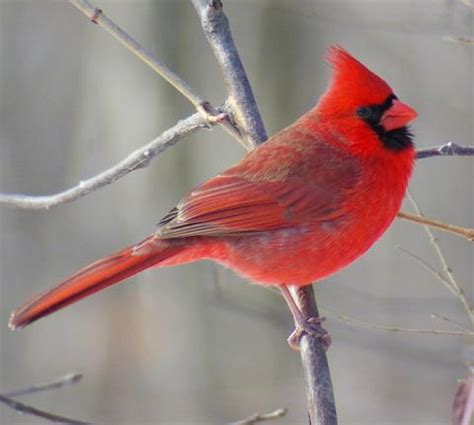 Illinois State Bird | Northern Cardinal