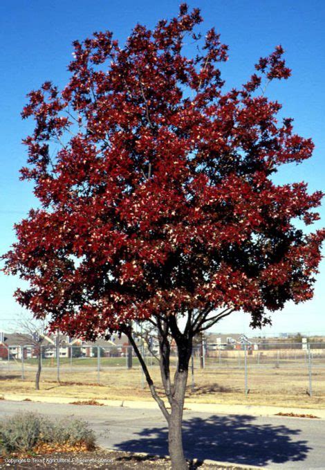 Oak, Texas Red - ECO