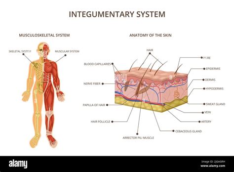 Human Body Organ Systems Composition With Integumentary System