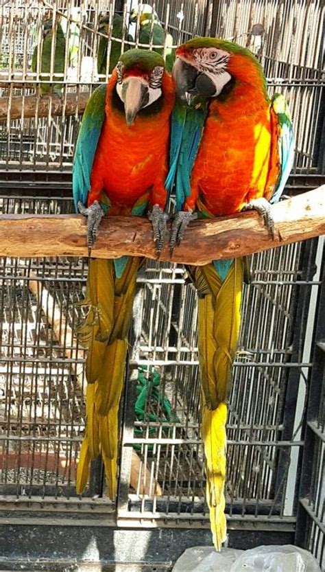 Harlequin Macaw Parrots - Worldwide Exotic Parrots Farm