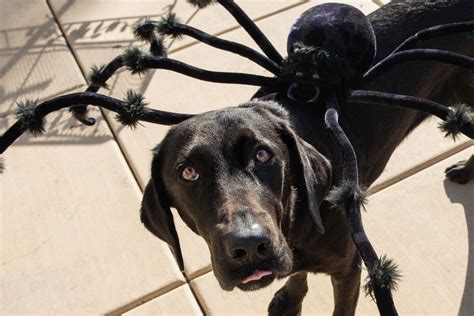 The Sinister Spider Smithsonian Photo Contest Smithsonian Magazine