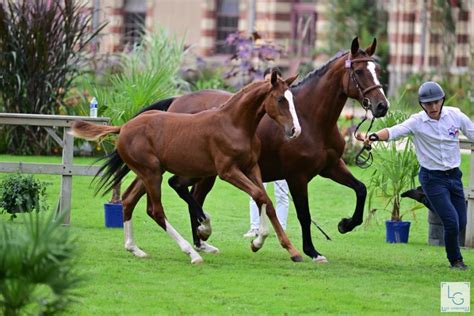 Foal mâle selle français par Hitchcock bois Margot ChevalAnnonce