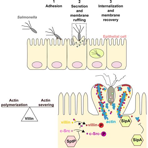 Apical Invasion Of Intestinal Epithelial Cells By Salmonella