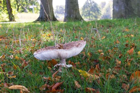 Funghi In Autumn Setting Stock Image Image Of Odoorn