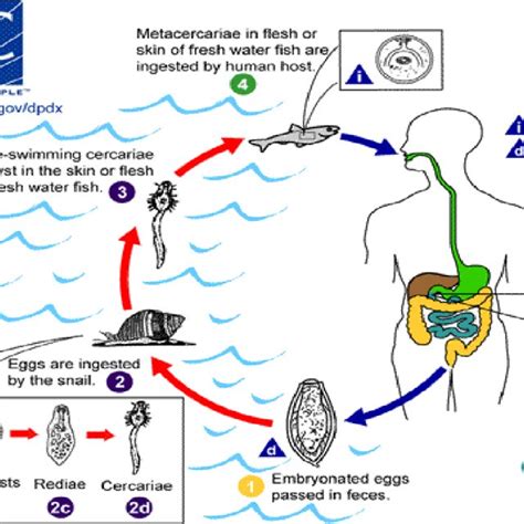 Life Cycle Of Clonorchis Sinensis Download Scientific Diagram