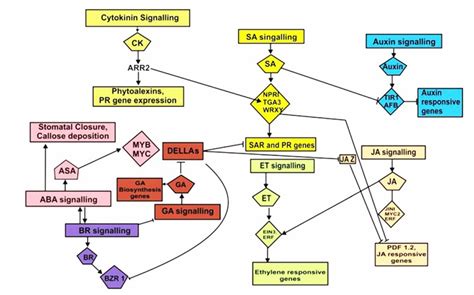 Phytohormones In Plant Pathogen Interactions Lifeasible