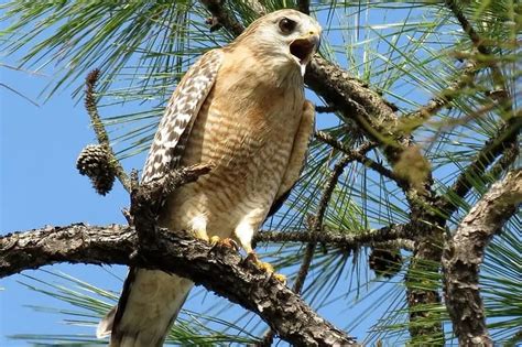 The 9 Species of Hawks in Missouri (Pictures) - Bird Feeder Hub