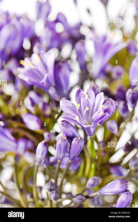 blue flowers Stock Photo - Alamy